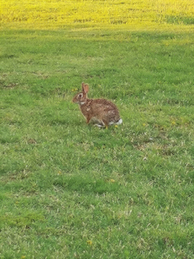 Park «Bicentennial Park», reviews and photos, 450 W Southlake Blvd, Southlake, TX 76092, USA