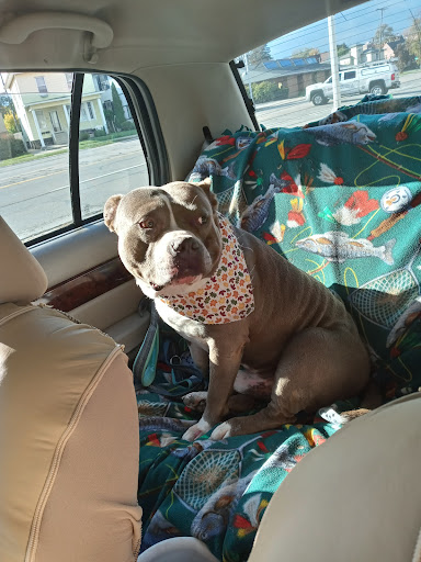 Pet Groomer «Ufuri Pet Salon», reviews and photos, 235 Huron Ave, Port Huron, MI 48060, USA