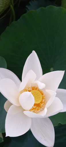 Đầm sen Tâm An
