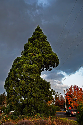 Farm «Pacific Hazelnut Farms & Candy Factory», reviews and photos, 14673 Ottaway Rd NE, Aurora, OR 97002, USA