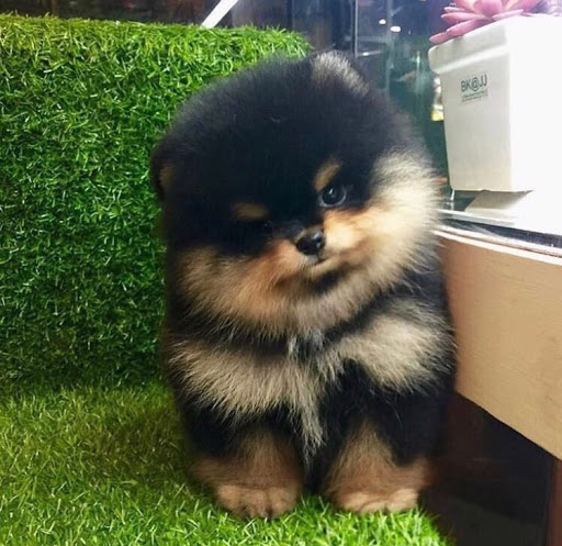 Pet Supply Store «Woof Woof Puppies & Boutique», reviews and photos, 29555 Northwestern Hwy, Southfield, MI 48034, USA