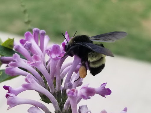 Park «Heritage Park», reviews and photos, 600 Spinks Rd, Flower Mound, TX 75028, USA