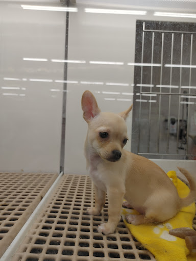 Pet Store «Petland», reviews and photos, 351 Diederich Blvd, Ashland, KY 41101, USA