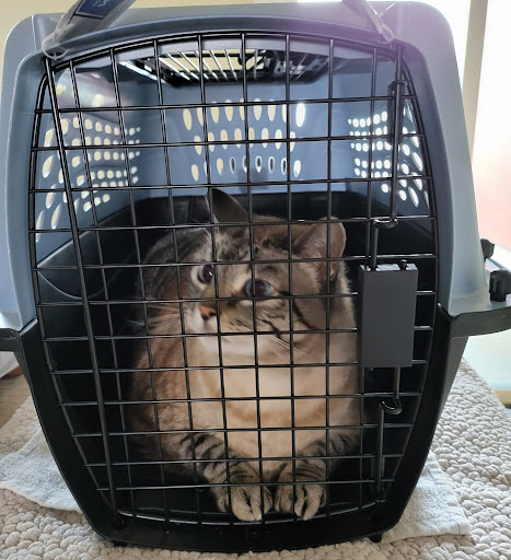 Pet Supply Store «Pet Food Express», reviews and photos, 3160 20th Ave, San Francisco, CA 94132, USA