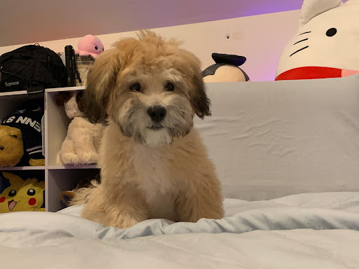 Pet Store «Yuppy Puppy Pet Shop», reviews and photos, 292 Frantz Rd, Stroudsburg, PA 18360, USA