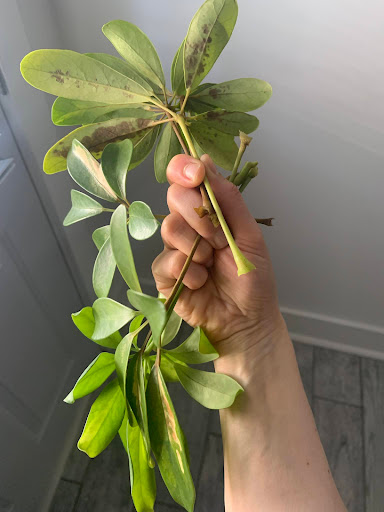 Florist «Toadflax Inc», reviews and photos, 5500 Walnut St, Pittsburgh, PA 15232, USA