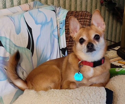 Alexander City Veterinary Clinic