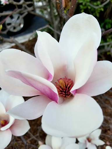 Park «Frankie Allen Park», reviews and photos, 100 Bagley St NE, Atlanta, GA 30305, USA