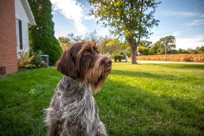 Black Watch Griffons - Wirehaired Pointing Griffons