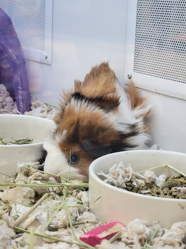 Pet Supply Store «Petco Animal Supplies», reviews and photos, 993 Branson Hills Pkwy, Branson, MO 65616, USA