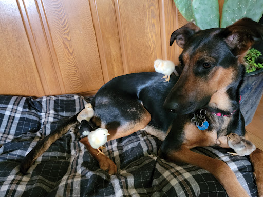 Pet Supply Store «PetSmart», reviews and photos, 9450 SE 82nd Ave, Portland, OR 97086, USA