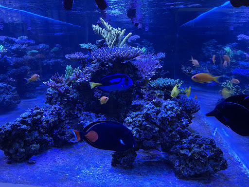 Tropical Fish Store «Pure Reef», reviews and photos, 12900 GA-9, Alpharetta, GA 30004, USA