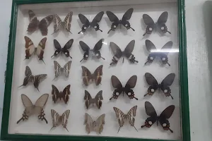 Jumalon Butterfly Sanctuary And Art Gallery image