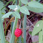 Photo n°2 de l'avis de Moreno.a fait le 21/07/2019 à 19:14 sur le  Albergo Capanne di Cosola à Cabella Ligure