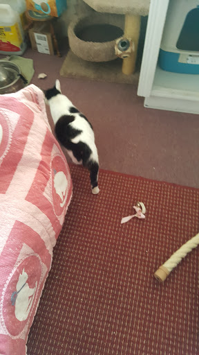 Thrift Store «Alpine Humane Society Thrift Store», reviews and photos, 706 N 5th St, Alpine, TX 79830, USA