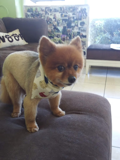 Pet Groomer «Mario`s Pet Grooming & Boutique», reviews and photos, 708 SE 17th St, Fort Lauderdale, FL 33316, USA