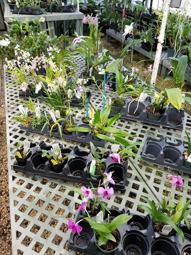 Florist «Little Brook Orchids», reviews and photos, 25 Rider Ave, Lancaster, PA 17603, USA