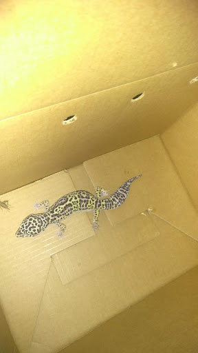 Pet Supply Store «Pet Supermarket», reviews and photos, 7822 Gall Blvd, Zephyrhills, FL 33541, USA