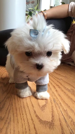 Pet Supply Store «Woof Woof Puppies & Boutique», reviews and photos, 29555 Northwestern Hwy, Southfield, MI 48034, USA