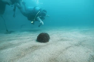 Goa Diving image