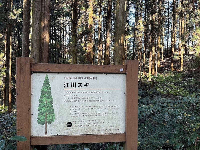 江川杉展示林
