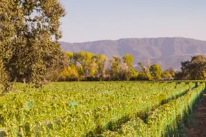Roblar Winery and Vineyards - Santa Ynez Estate Tasting Room image