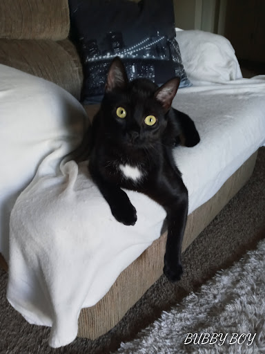 Pet Supply Store «PetSmart», reviews and photos, 2677 E Main St, Plainfield, IN 46168, USA