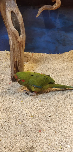 Pet Store «Pet Kingdom», reviews and photos, 4650 S Cleveland Ave, Fort Myers, FL 33907, USA