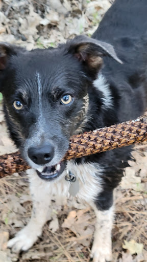 Pet Supply Store «Incredible Pets», reviews and photos, 649 Sutton Way, Grass Valley, CA 95945, USA