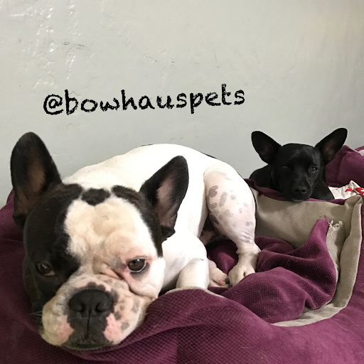 Dog Day Care Center «The Bowhaus Pet Company», reviews and photos, 2472 E Colorado Blvd, Pasadena, CA 91107, USA