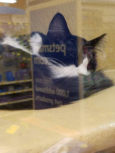 Pet Supply Store «PetSmart», reviews and photos, 1919 Wells Rd, Orange Park, FL 32073, USA
