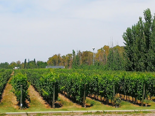 Drip irrigation Mendoza