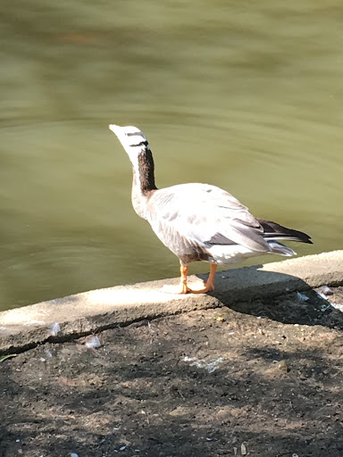 Zoo «Little Rock Zoo», reviews and photos, 1 Zoo Dr, Little Rock, AR 72205, USA