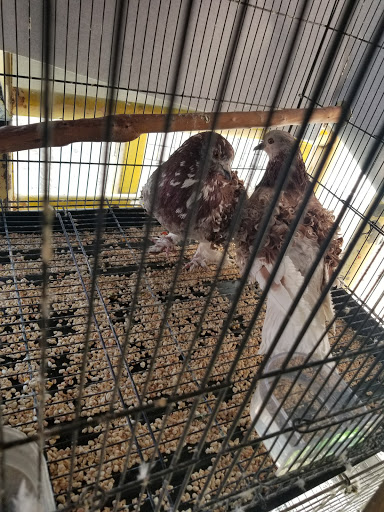 Pet Store «Pet Source 1901», reviews and photos, 1901 W 8th St B, Los Angeles, CA 90057, USA