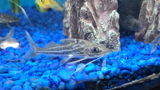 Pet Store «Pet Supermarket, Inc.», reviews and photos, 2446 N University Dr, Coral Springs, FL 33065, USA