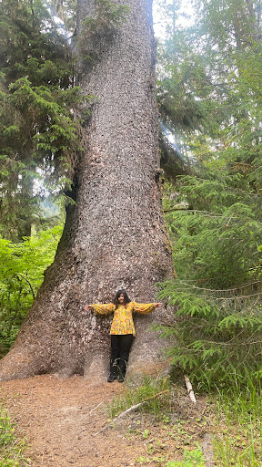 National Park «Olympic National Park», reviews and photos, 3002 Mt Angeles Rd, Port Angeles, WA 98362, USA