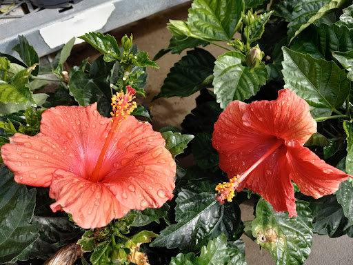 Home Improvement Store «The Home Depot», reviews and photos, 1524 E Brandon Blvd, Brandon, FL 33511, USA