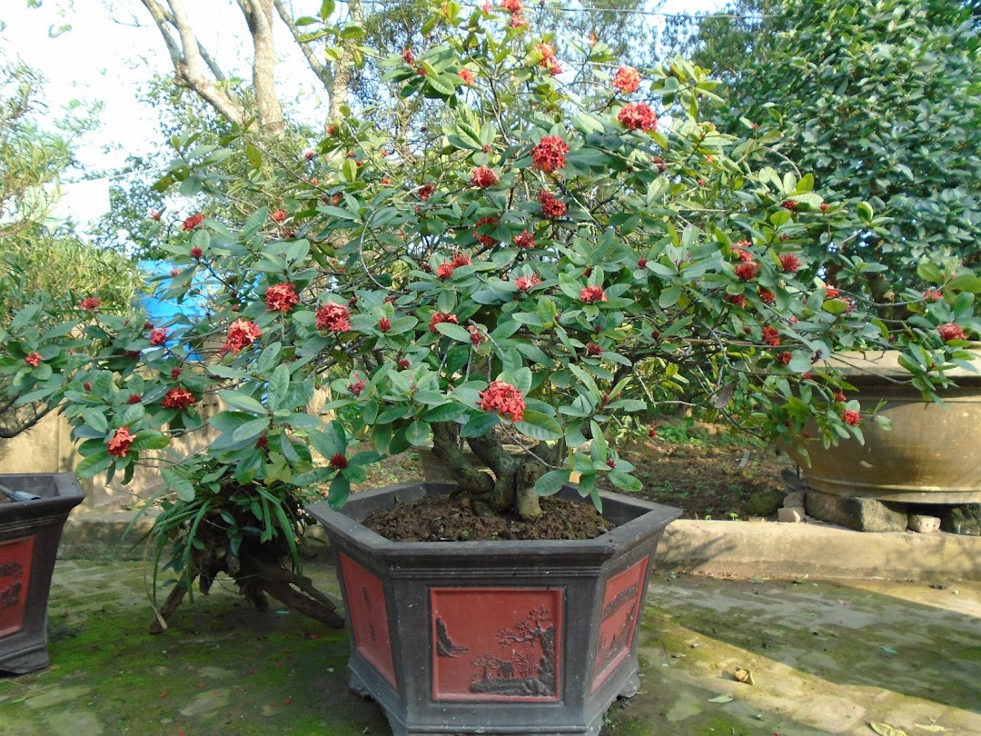 NHÀ VƯỜN THUẬN VI - (Chuyên cung cấp các loại cây cảnh, cây ăn quả, cây hoa, cây hương dược liệu)