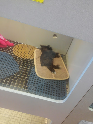 Pet Store «The Pet Pad», reviews and photos, 1239 NW Maynard Rd, Cary, NC 27513, USA