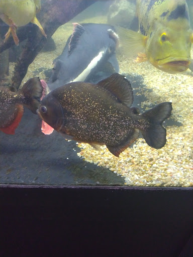 Pet Store «Miles of Exotics», reviews and photos, 8350 N Broadway, Kansas City, MO 64118, USA