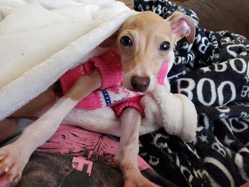 Pet Store «Fetch Pet Store», reviews and photos, 2700 Miamisburg Centerville Rd, Dayton, OH 45459, USA