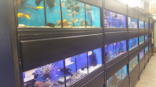 Tropical Fish Store «Aquatic Zoo Tropical Fish», reviews and photos, 2655 Thousand Oaks Blvd, Thousand Oaks, CA 91362, USA