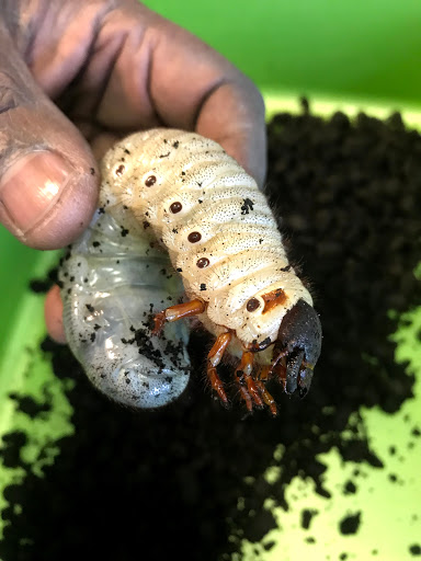 Pet Store «Petfection Exotic Pet Specialist», reviews and photos, 2989 PA-611 Suite 102, Tannersville, PA 18372, USA