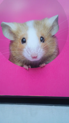 Pet Supply Store «PetSmart», reviews and photos, 400 S State Rd, Springfield, PA 19064, USA