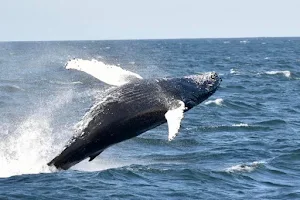 Jersey Shore Whale Watching Tours image