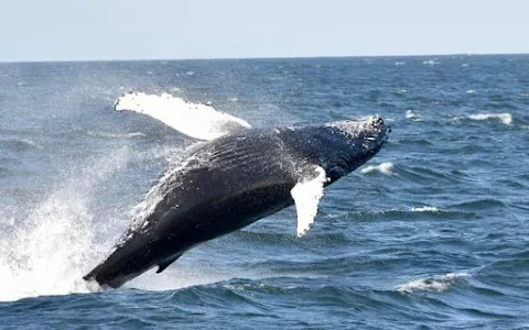 Jersey Shore Whale Watching Tours image