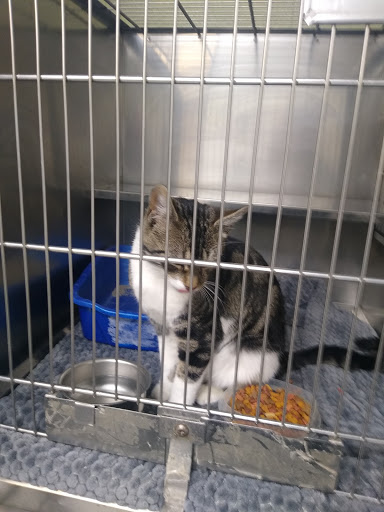 Animal Control Service «Animal Control», reviews and photos