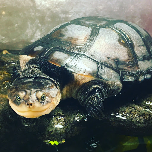 Pet Shop Fauna en Aviles, Asturias