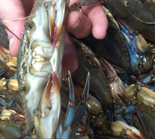 Meat Processor «Islands Meat Market», reviews and photos, 136 Sea Island Pkwy #2, Beaufort, SC 29907, USA