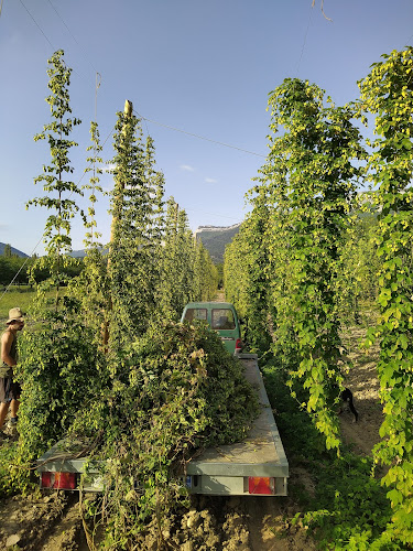 Champs de Houblon à Montlaur-en-Diois